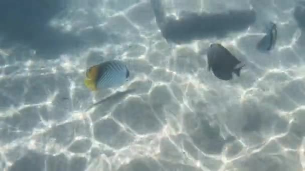 Bellissimo Scenario Subacqueo Con Vari Tipi Pesci Barriere Coralline Egitto — Video Stock
