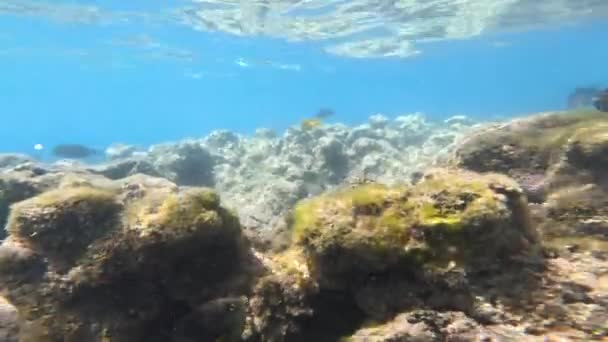 Bela Paisagem Subaquática Com Vários Tipos Peixes Recifes Coral Egito — Vídeo de Stock