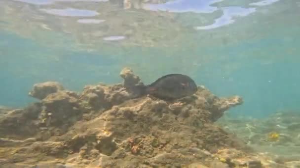Vida Submarina Mar Rojo Peces Ocean Life Diving Shot Pintoresco — Vídeos de Stock