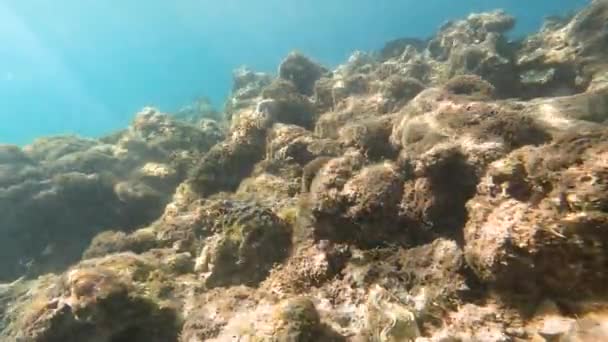 Підводне Життя Червоного Моря Риби Океанське Життя Дайвінг Знімок Мальовничого — стокове відео