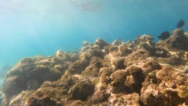 Underwater Life Red Sea Fishes Ocean Life Diving Shot Picturesque — Stock Video