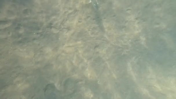 Vida Subaquática Mar Vermelho Peixes Ocean Life Mergulho Tiro Pitoresco — Vídeo de Stock