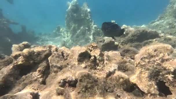 紅海の水中生活について 魚たち オーシャンライフ カラフルな熱帯魚と水中素晴らしいサンゴ礁のダイビングショット絵のような海岸 — ストック動画