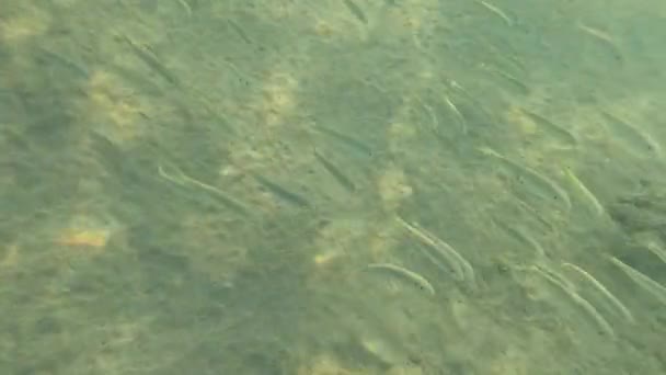 Vita Subacquea Mar Rosso Pesci Ocean Life Immersioni Colpo Pittoresco — Video Stock