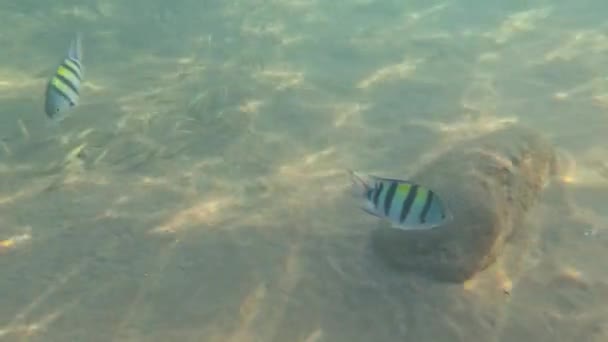 홍해의 물고기들 다이빙 화려한 물고기와 환상적인 산호초의 해수욕장 — 비디오
