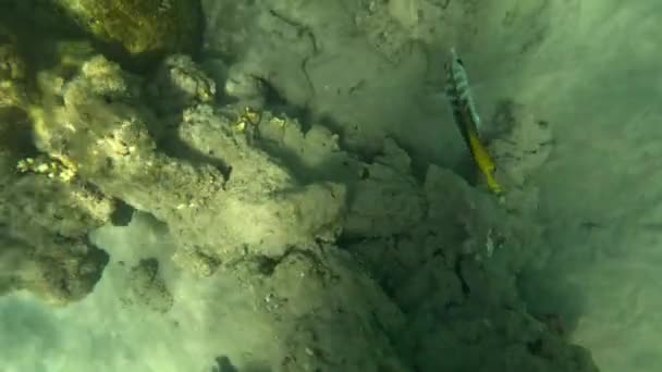 Podmořský Život Rudém Moři Ryby Ocean Life Potápění Záběr Malebné — Stock video