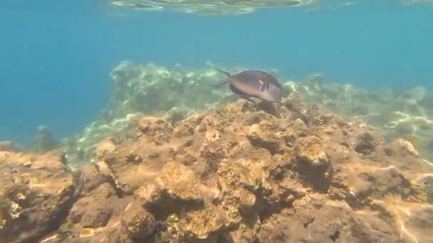 Undervannslivet Til Rødehavet Fiskene Havets Liv Dykking Skutt Pittoreske Seascape – stockvideo