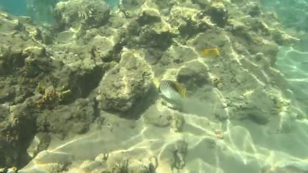 Υποβρύχια Ζωή Της Ερυθράς Θάλασσας Ψάρια Όσεαν Λάιφ Καταδύσεις Πυροβόλησε — Αρχείο Βίντεο