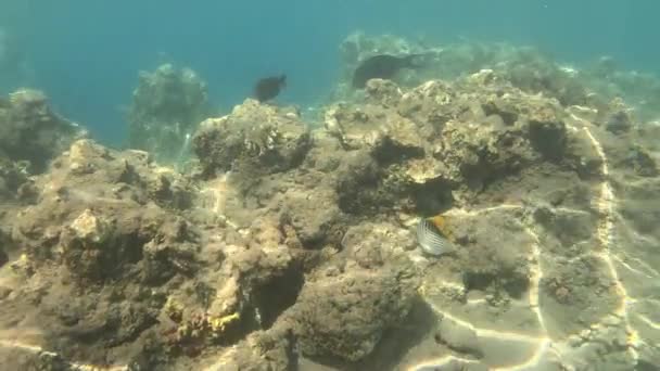 Ett Röda Havets Undervattensliv Fiskar Havsliv Dykning Skott Pittoreska Kustlandskap — Stockvideo