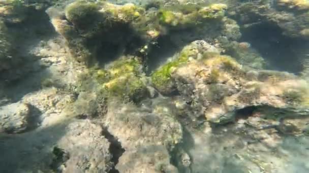 홍해의 물고기들 다이빙 화려한 물고기와 환상적인 산호초의 해수욕장 — 비디오