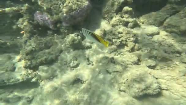 Underwater Life Red Sea Ikan Kehidupan Lautan Diving Shot Picturesque — Stok Video