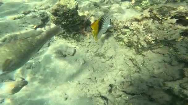 红海的水下生活 海洋生命 在一个水底奇幻的珊瑚礁上 有五彩斑斓的热带鱼 潜水的海景如画 — 图库视频影像