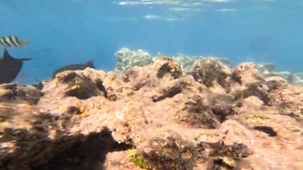 Vida Submarina Mar Rojo Peces Ocean Life Diving Shot Pintoresco — Vídeos de Stock