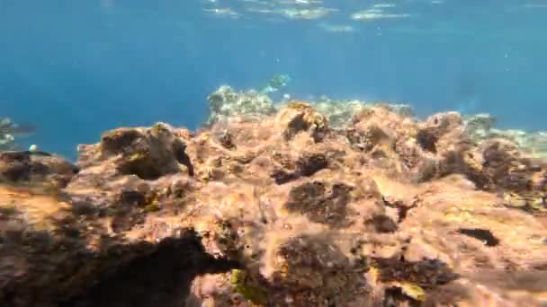Onderwaterleven Van Een Rode Zee Vissen Oceaanleven Duiken Schot Schilderachtige — Stockvideo