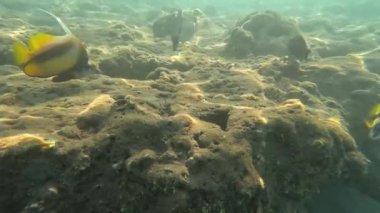 Kızıldeniz 'in sualtı yaşamı. Balıklar. Okyanus Hayatı. Sualtı mercan resiflerinin renkli tropikal balıklarla resimli dalış sahneleri.. 