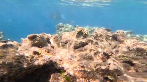 Підводне Життя Червоного Моря Риби Океанське Життя Дайвінг Знімок Мальовничого — стокове відео