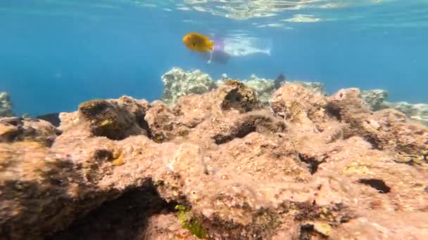 Vita Subacquea Mar Rosso Pesci Ocean Life Immersioni Colpo Pittoresco — Video Stock