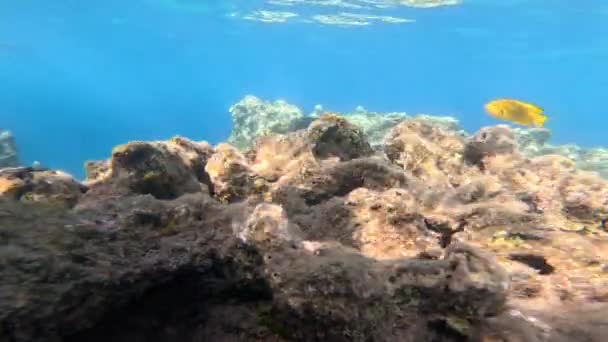 Underwater Life Red Sea Fishes Ocean Life Diving Shot Picturesque — Stock Video
