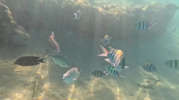 Kızıldeniz Sualtı Yaşamı Balıklar Okyanus Hayatı Sualtı Mercan Resiflerinin Renkli — Stok video