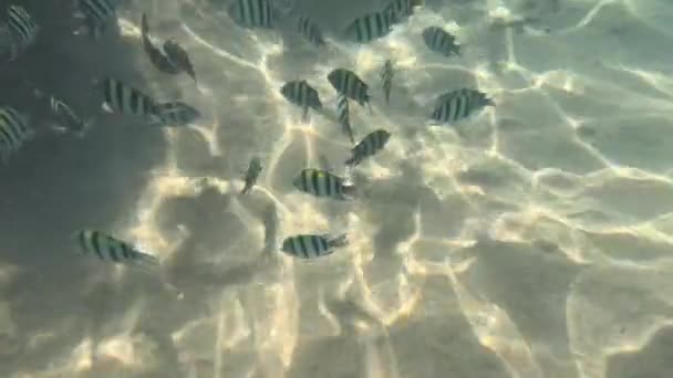 Unterwasserleben Roten Meer Fische Ocean Life Tauchschuss Malerische Meereslandschaft Eines — Stockvideo
