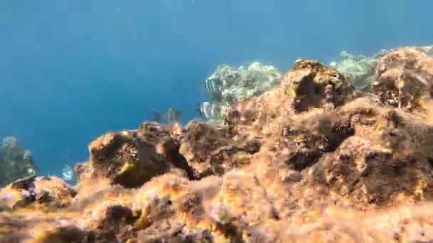 Podwodne Życie Morza Czerwonego Ryby Ocean Życie Nurkowanie Strzał Malowniczy — Wideo stockowe