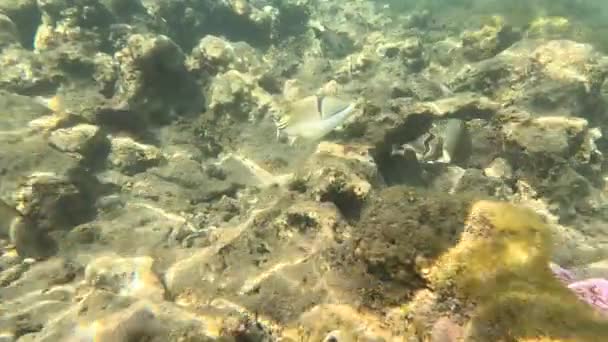 红海的水下生活 海洋生命 在一个水底奇幻的珊瑚礁上 有五彩斑斓的热带鱼 潜水的海景如画 — 图库视频影像