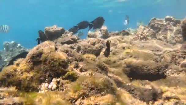 Υποβρύχια Ζωή Της Ερυθράς Θάλασσας Ψάρια Όσεαν Λάιφ Καταδύσεις Πυροβόλησε — Αρχείο Βίντεο