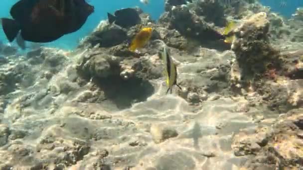 Kızıldeniz Sualtı Yaşamı Balıklar Okyanus Hayatı Sualtı Mercan Resiflerinin Renkli — Stok video