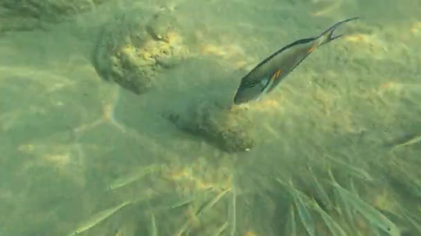 Unterwasserleben Roten Meer Fische Ocean Life Tauchschuss Malerische Meereslandschaft Eines — Stockvideo