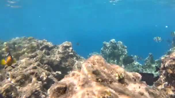 Όμορφο Υποβρύχιο Τοπίο Διάφορους Τύπους Ψαριών Και Κοραλλιογενών Υφάλων Στην — Αρχείο Βίντεο