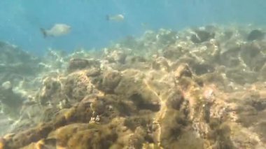 Kızıldeniz 'in sualtı yaşamı. Balıklar. Okyanus Hayatı. Sualtı mercan resiflerinin renkli tropikal balıklarla resimli dalış sahneleri.. 