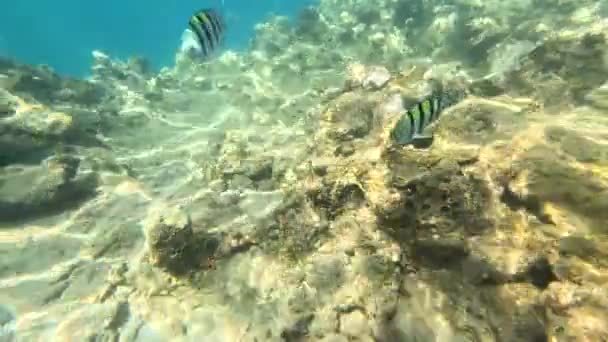 Beautiful Underwater Scenery Various Types Fish Coral Reefs Egypt Red — Stock Video
