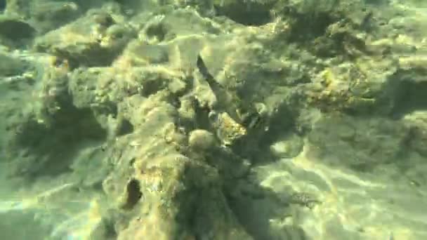 さまざまな種類の魚やサンゴ礁の美しい水中景色 エジプト 紅海に フィッシュ トラベルコンセプト — ストック動画