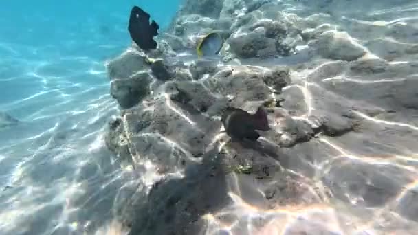 Krásná Podmořská Scenérie Různými Druhy Ryb Korálových Útesů Egypt Rudé — Stock video