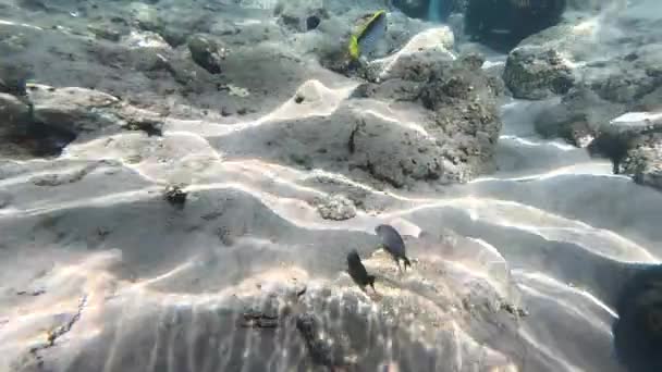 Hermoso Paisaje Submarino Con Varios Tipos Peces Arrecifes Coral Egipto — Vídeo de stock