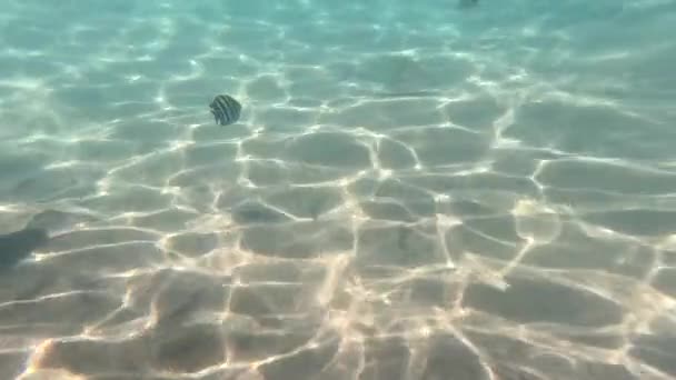 Schöne Unterwasserlandschaft Mit Verschiedenen Fischarten Und Korallenriffen Ägypten Rotes Meer — Stockvideo