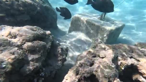 Hermoso Paisaje Submarino Con Varios Tipos Peces Arrecifes Coral Egipto — Vídeos de Stock