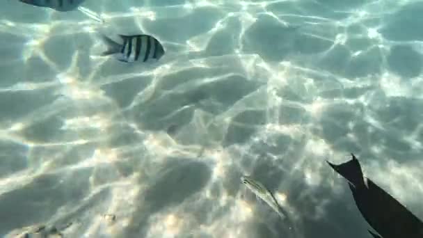 Красивые Подводные Пейзажи Различными Видами Рыб Коралловых Рифов Египет Красное — стоковое видео