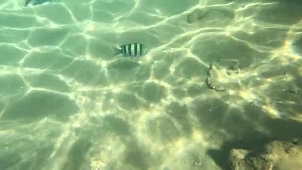 Bellissimo Scenario Subacqueo Con Vari Tipi Pesci Barriere Coralline Egitto — Video Stock