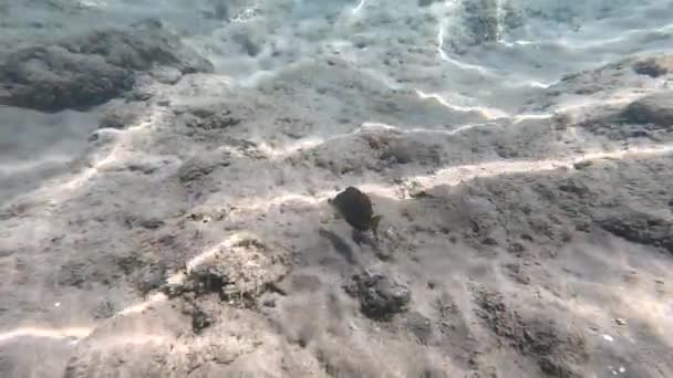 Bela Paisagem Subaquática Com Vários Tipos Peixes Recifes Coral Egito — Vídeo de Stock