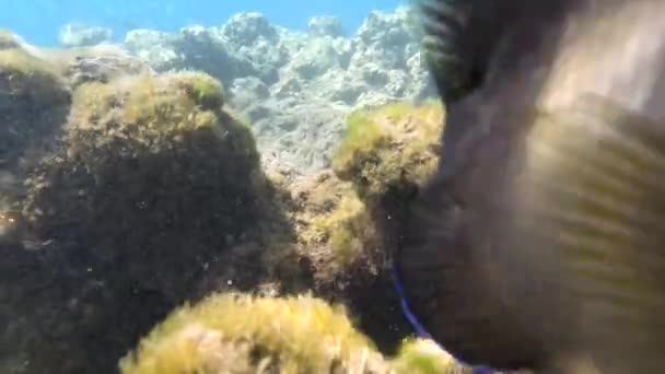 Vörös Tenger Víz Alatti Élete Halakat Óceáni Élet Búvárkodás Lövés — Stock videók
