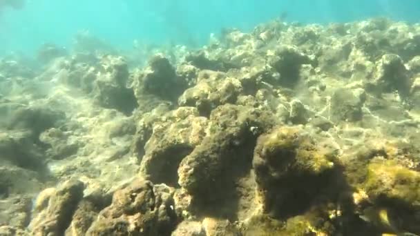 Podwodne Życie Morza Czerwonego Ryby Ocean Życie Nurkowanie Strzał Malowniczy — Wideo stockowe