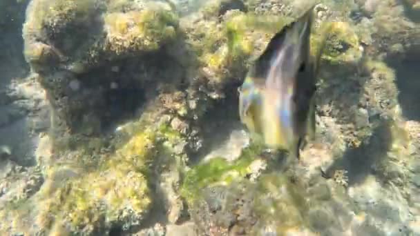 紅海の水中生活について 魚たち オーシャンライフ カラフルな熱帯魚と水中素晴らしいサンゴ礁のダイビングショット絵のような海岸 — ストック動画