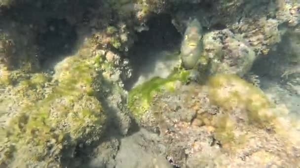 Podmořský Život Rudém Moři Ryby Ocean Life Potápění Záběr Malebné — Stock video