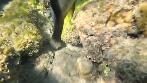 Vida Subaquática Mar Vermelho Peixes Ocean Life Mergulho Tiro Pitoresco — Vídeo de Stock