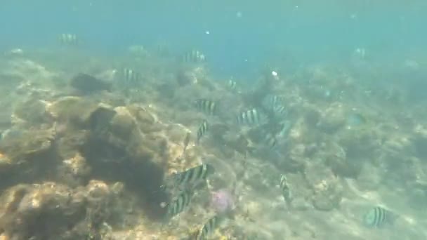 Подводная Жизнь Красного Моря Рыбки Океанская Жизнь Дайвинг Снимок Живописного — стоковое видео