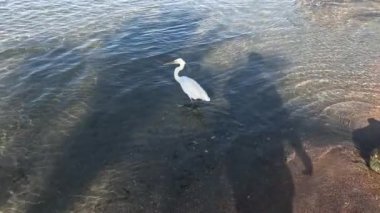 Beyaz Morph Batı Resifi Balıkçıl. Batı resif beyazı, Mısır 'da, Kızıl Deniz' de morfin balığı avladı. Balıkçıl. Beyaz Morph. Balıkçıl resifi. Yavaş Hareket.