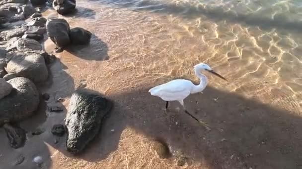 Λευκό Morph Western Reef Heron Δυτική Υφάλου Egret Λευκό Morphed — Αρχείο Βίντεο