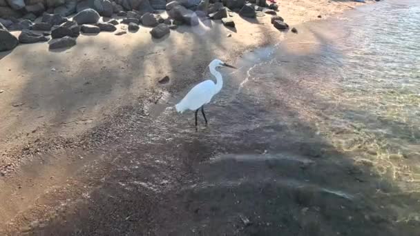 Heron Západního Útesu White Morph Západní Útes Egret Bílý Morfoval — Stock video