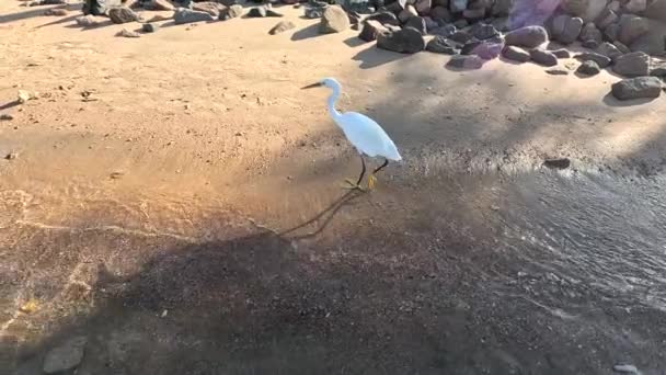 화이트 웨스턴 이집트 홍해에서 Egret 형태의 화이트 슬로우 — 비디오